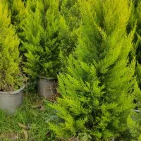 لاوسون ( کاج طلایی )|گل و گیاه طبیعی|شیرود, |دیوار