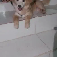 شیتزو روباهی