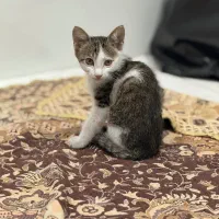 بچه گربه