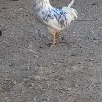 خروس گلین طوسی|حیوانات مزرعه|لاران, |دیوار