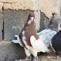 تعدادی رنگی خوب طوقی سینه. کله دمی شهری بی عیب|پرنده|شیراز, گل سرخ|دیوار
