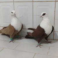 کلاغ کربلایی