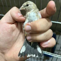 بارجدید جوجه سهره های نر سینه طلایی