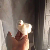 جوجه برهما اورجینال