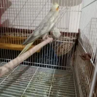 عروس هلندی ومرغ عشق|پرنده|مشهد, جاهد شهر|دیوار