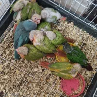 سانچیگ|پرنده|نیشابور, کوی یغما|دیوار