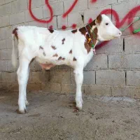 1 راس گوساله سیمینتال نر  قرمز شرابی اصیل
