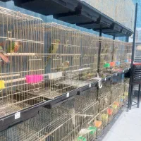 گرینچیک آرا راهب عروس هلندی طوطی|پرنده|گلبهار, شهر جدید گلبهار|دیوار