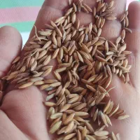 چلتوک تمیز خشک درجه یک