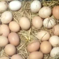 تخم مرغ محلی