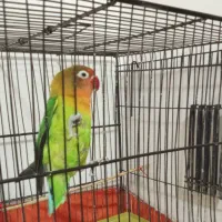 طوطی کوتوله برزیلی