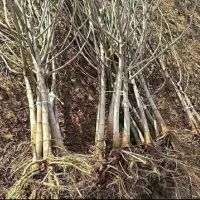 نهالستان الوین تولید کننده انواع نهال|خدمات باغبانی و درختکاری|شهر بابک, |دیوار