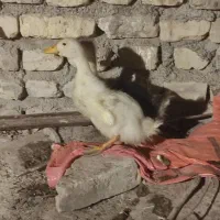 اردک محلی|حیوانات مزرعه|نیمروز, |دیوار