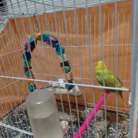 مرغ  عشق|پرنده|مشهد, حسین‌آباد|دیوار