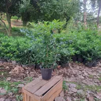 یاس هلندی سطل ۴ در حد سطل ۱۰ پر ریش پرس هرس شده