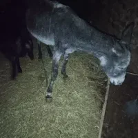 یک عدد خر ماده