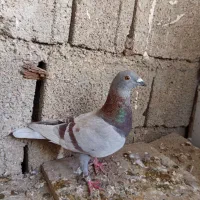 جوجه پلاکی درجه 1|پرنده|بوشهر, |دیوار