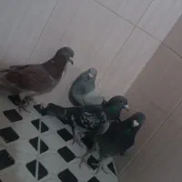 4عددنر پلاکی زدخوردی فروشی|پرنده|زرند, |دیوار