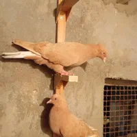 فروش یک جفت کفتر زرد دم