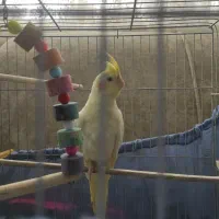 عروسی هلندی لوتینو ماده