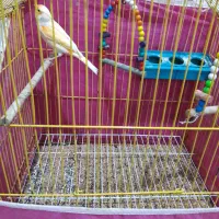 قناری نر|پرنده|بندر ماهشهر, |دیوار