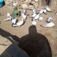 کفتر یا کبوتر برای نگه داری|پرنده|ملایر, |دیوار