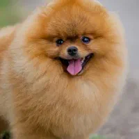 مربی سگ / آموزش سگ /تربیت سگ|خدمات آموزشی|ساری, |دیوار