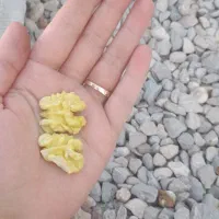 گردو ریگ مغز پر و خوشمزه