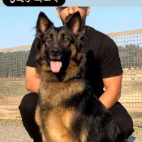 ژرمن ماده مولد