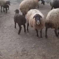 میش و بره .|حیوانات مزرعه|گل تپه, |دیوار