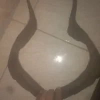 شاخ عتیقه