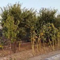 ۴۰۰ متر باغچه ۵۰متربناا معاوضه باخودرو تصادفی واحد|فروش خانه و ویلا|محمدشهر, عباس آباد|دیوار