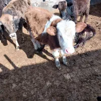 گوساله سیمنتال|حیوانات مزرعه|رامند, |دیوار