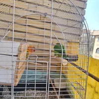 ی جفت طوطی برزیلی