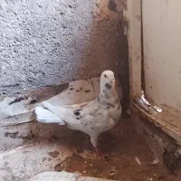 کفتر