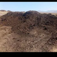 فروش کود گاوی