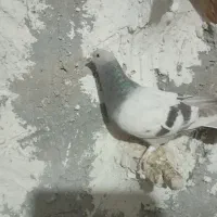 کبوتر|پرنده|شیراز, شهرک قمشه|دیوار