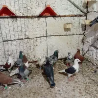 چند عدد پلاکی