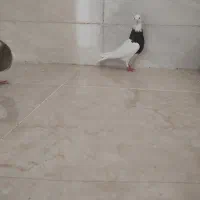 جفت ماده طوقی|پرنده|شوشتر, |دیوار