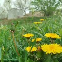 زمین زراعی دیم 7000مترمربع روستای نصیراباد