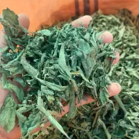 پخش عمده برگ به لیمو و اسطوخدوس شامی و برگ استویا