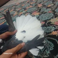 جفت زاغ دم سفید کلایی|پرنده|جیرفت, |دیوار