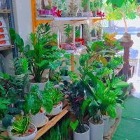 گل و گیاه و گل شاخه|گل و گیاه طبیعی|مشهد, جانباز|دیوار