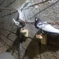 کفتر