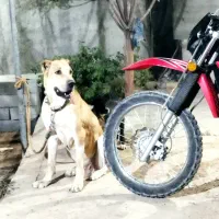 واگزاری سگ افغان|سگ|بافق, |دیوار