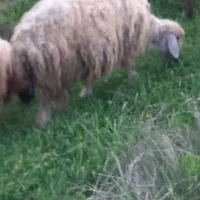 میش|حیوانات مزرعه|شوشتر, |دیوار