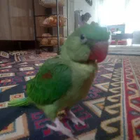 شاه طوطیم فرار کرده|حیوانات|قدس, شهرقدس|دیوار