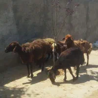 6تا میش درشت