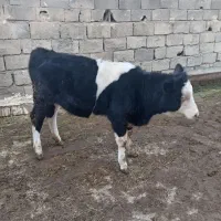 گاو با گوساله