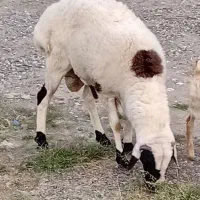 بره نر فروشی